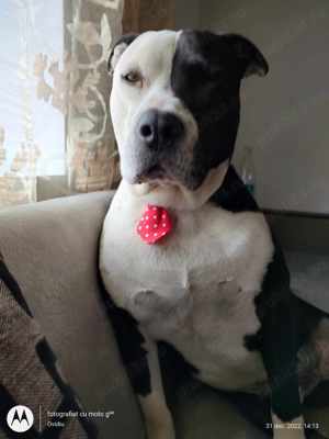 Transport animale de companie  - imagine 3 Transport animale de companie  - imagine 3