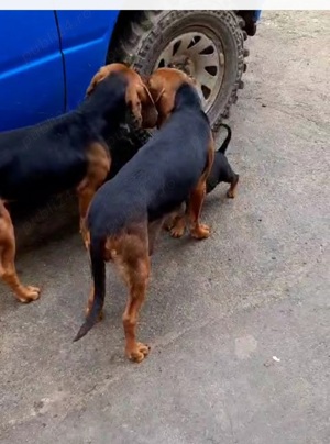 Copoi Sarbesc pentru vânătoare de mistreț  - imagine 4