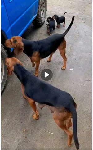 Copoi Sarbesc pentru vânătoare de mistreț  - imagine 2