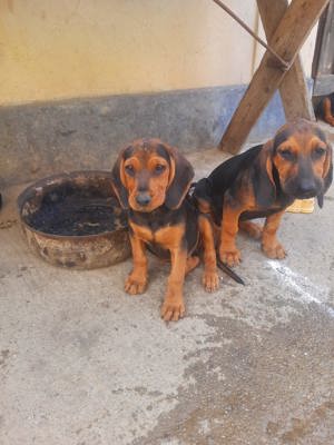 Copoi Sarbesc pentru vânătoare de mistreț  - imagine 3