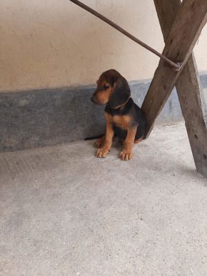 Copoi Sarbesc pentru vânătoare de mistreț  - imagine 7