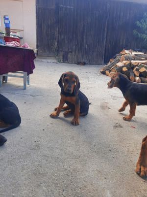 Copoi Sarbesc pentru vânătoare de mistreț  - imagine 5