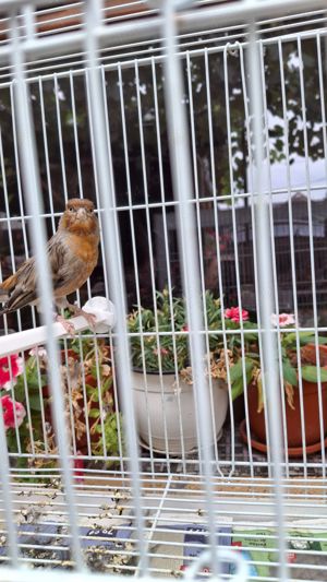 Canari de culoare  - imagine 3 Canari de culoare  - imagine 3