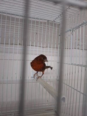 Canari de culoare  - imagine 6 Canari de culoare  - imagine 6