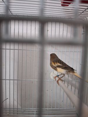 Canari de culoare  - imagine 8 Canari de culoare  - imagine 8