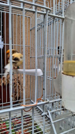 Canari de culoare  - imagine 2 Canari de culoare  - imagine 2