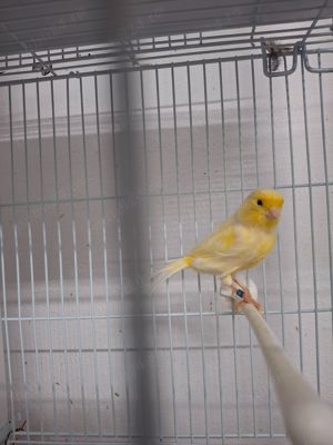 Canari de culoare  - imagine 5 Canari de culoare  - imagine 5