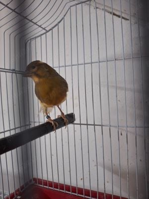 Canari de culoare  - imagine 7 Canari de culoare  - imagine 7