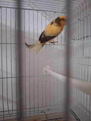 Canari de cântec și culoare  - imagine 5