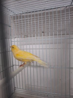 Canari de cântec și culoare  - imagine 2