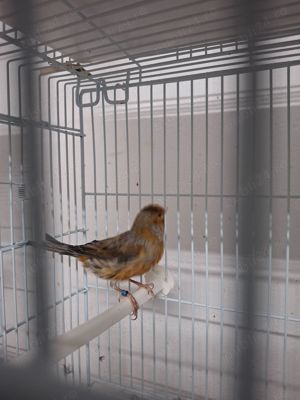 Canari de cântec și culoare  - imagine 3