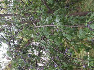 Vând pălincă  - imagine 7