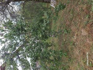 Vând pălincă  - imagine 2