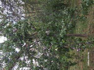 Vând pălincă  - imagine 5