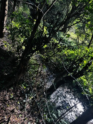 Teren intravilan la munte, intre Buru si Rimetea,  zona de cabane - imagine 6