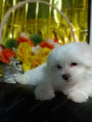 Bichon mini toy