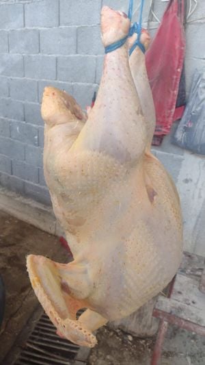 Curcani big 6 - imagine 4