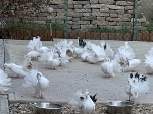 Porumbei albi rotati - imagine 3 Porumbei albi rotati - imagine 3