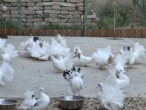 Porumbei albi rotati - imagine 2 Porumbei albi rotati - imagine 2
