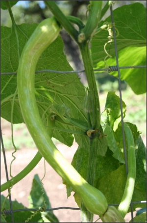 Dovlecel la metru - oferta 30 seminte - imagine 2