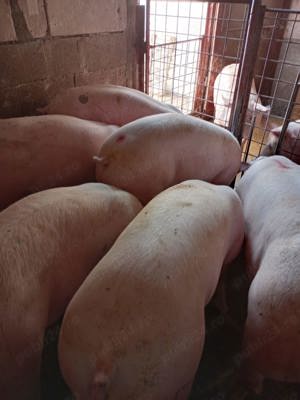 purcei si porci mari