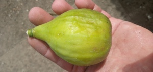 Palinca de CIRESE de Bihor