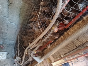 Vând ouă incubat! - imagine 2