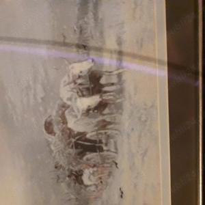 Vanzari goblenuri - imagine 4