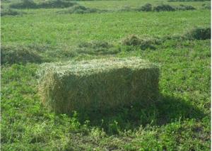 vand baloti lucerna 2024