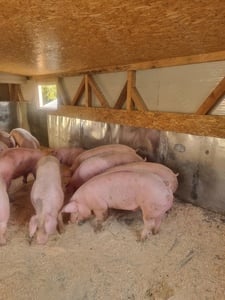 porci diferite marimi de vanzare  - imagine 2