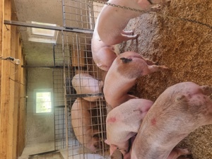 porci diferite marimi de vanzare  - imagine 3