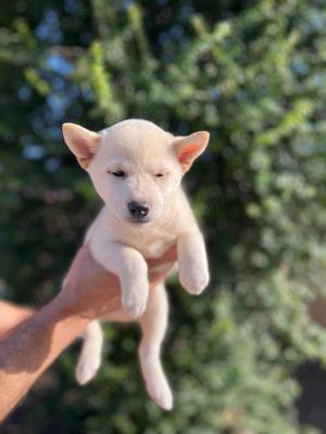 shiba inu fetiță  - imagine 2