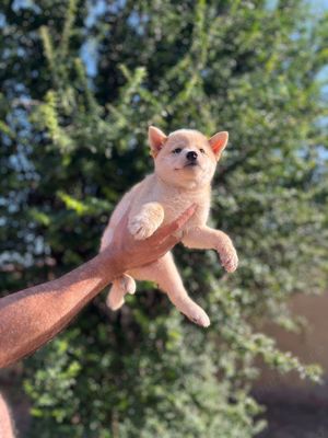 shiba inu fetiță  - imagine 3