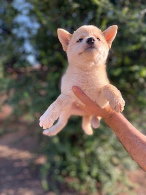 shiba inu fetiță  - imagine 4