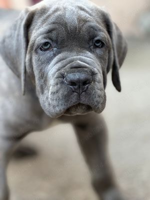 Căței Cane Corso cu pedigree tip A  - imagine 2