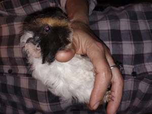 porcușori de Guineea Pitești  - imagine 2