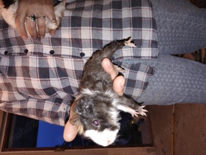 porcușori de Guineea Pitești  - imagine 8