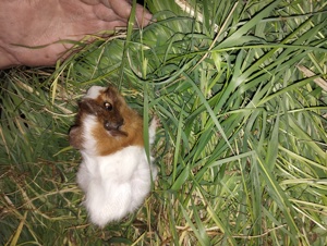 porcușori de Guineea Pitești  - imagine 5