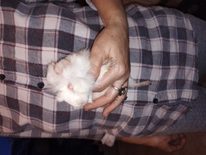 porcușori de Guineea Pitești  - imagine 3