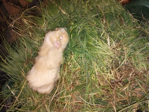 porcușori de Guineea Pitești  - imagine 7