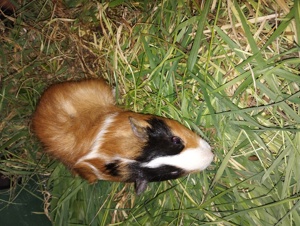 porcușori de Guineea Pitești  - imagine 6