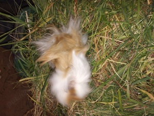 porcușori de Guineea Pitești  - imagine 4