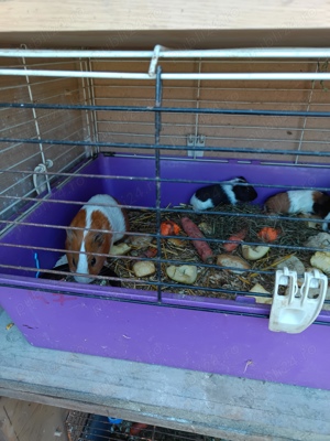 porci de guineea - imagine 2