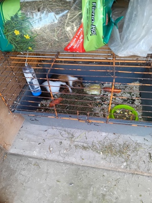 porci de guineea - imagine 3