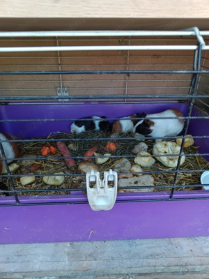 porci de guineea - imagine 4