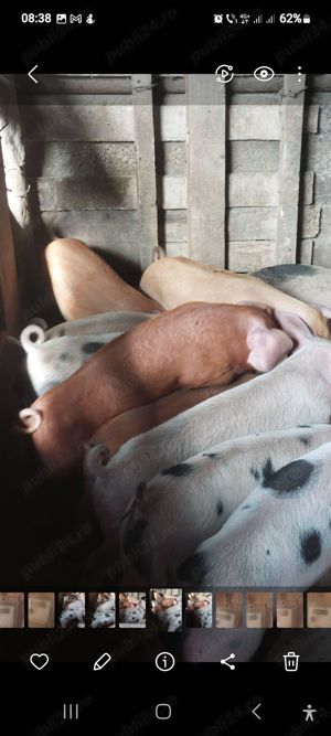 Vand purceii - imagine 2