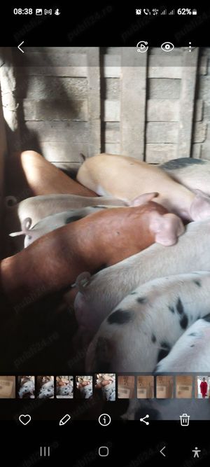 Vand purceii - imagine 3