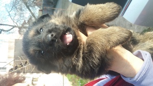 pui ciobănesc german