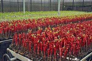 Butasi vita de vie 50+25 gratis anul 2