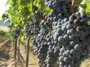 Butasi vita de vie 50+25 gratis anul 2 - imagine 2